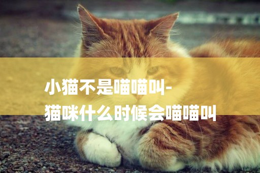 小貓不是喵喵叫-
貓咪什么時候會喵喵叫