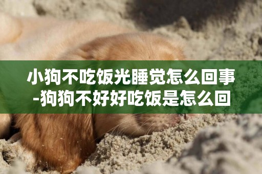 小狗不吃飯光睡覺怎么回事-狗狗不好好吃飯是怎么回事