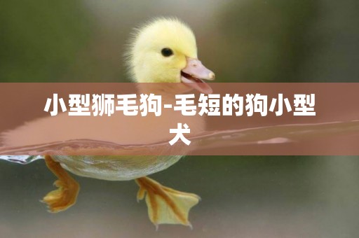 小型獅毛狗-毛短的狗小型犬