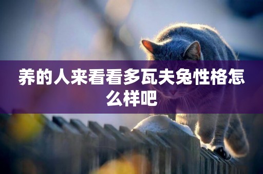 養的人來看看多瓦夫兔性格怎么樣吧 養的人來看看多瓦夫兔性格怎么樣吧