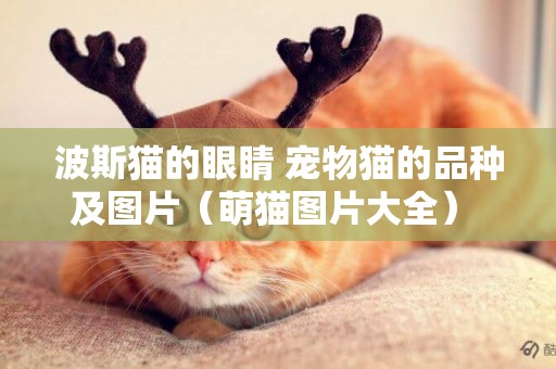 波斯貓的眼睛 寵物貓的品種及圖片（萌貓圖片大全） 