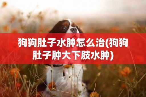 狗狗肚子水腫怎么治(狗狗肚子腫大下肢水腫)