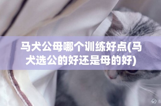 馬犬公母哪個訓練好點(馬犬選公的好還是母的好)