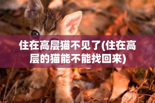 住在高層貓不見了(住在高層的貓能不能找回來)