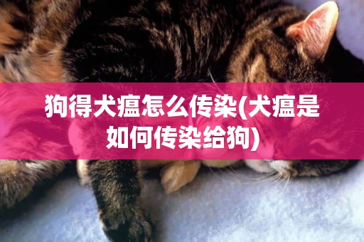 狗得犬瘟怎么傳染(犬瘟是如何傳染給狗)