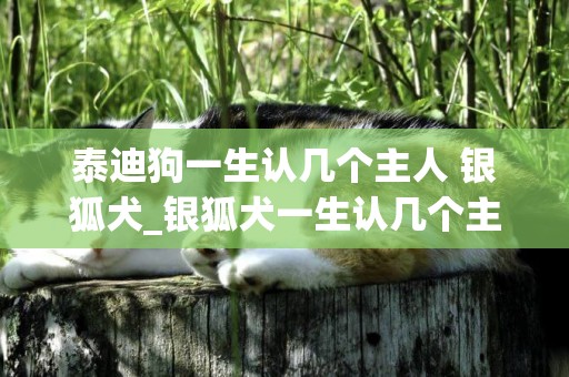 泰迪狗一生認幾個主人 銀狐犬_銀狐犬一生認幾個主人 