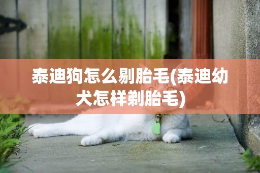泰迪狗怎么剔胎毛(泰迪幼犬怎樣剃胎毛)