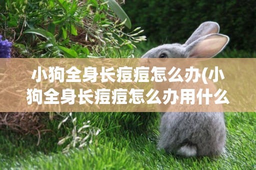小狗全身長痘痘怎么辦(小狗全身長痘痘怎么辦用什么藥)
