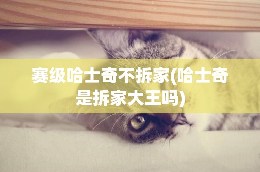 賽級哈士奇不拆家(哈士奇是拆家大王嗎)