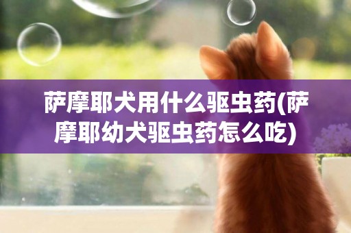 薩摩耶犬用什么驅蟲藥(薩摩耶幼犬驅蟲藥怎么吃)