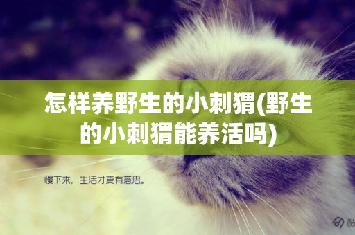 怎樣養野生的小刺猬(野生的小刺猬能養活嗎)