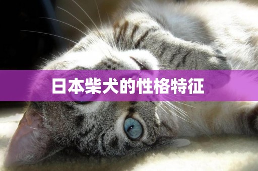 日本柴犬的性格特征 