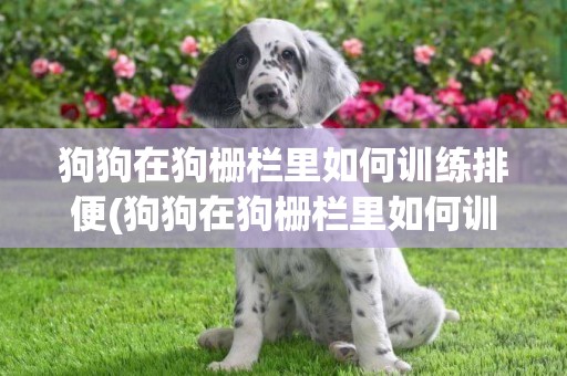 狗狗在狗柵欄里如何訓練排便(狗狗在狗柵欄里如何訓練排便的)