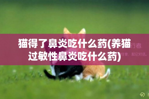 貓得了鼻炎吃什么藥(養貓過敏性鼻炎吃什么藥)
