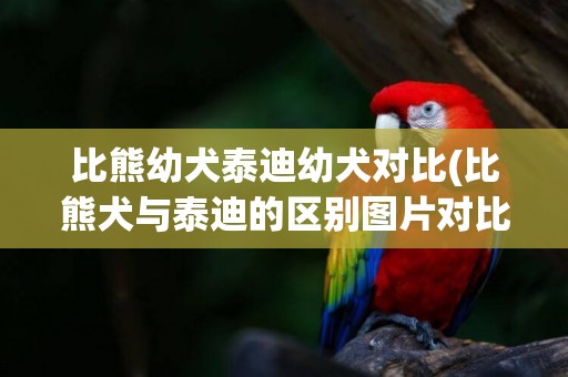 比熊幼犬泰迪幼犬對比(比熊犬與泰迪的區別圖片對比)