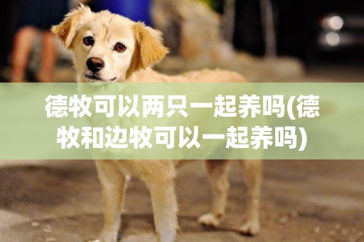 德牧可以兩只一起養嗎(德牧和邊牧可以一起養嗎)