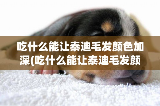 吃什么能讓泰迪毛發顏色加深(吃什么能讓泰迪毛發顏色加深一些)
