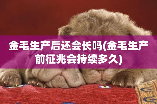 金毛生產后還會長嗎(金毛生產前征兆會持續多久)