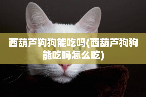 西葫蘆狗狗能吃嗎(西葫蘆狗狗能吃嗎怎么吃)