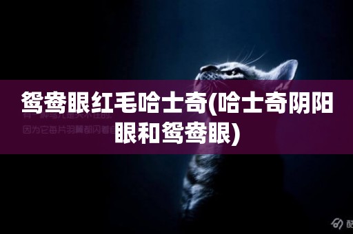 鴛鴦眼紅毛哈士奇(哈士奇陰陽眼和鴛鴦眼)