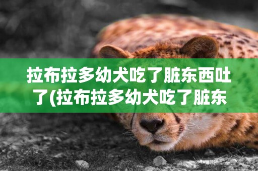 拉布拉多幼犬吃了臟東西吐了(拉布拉多幼犬吃了臟東西吐了有事嗎)