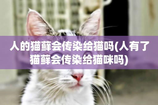 人的貓蘚會傳染給貓嗎(人有了貓蘚會傳染給貓咪嗎)