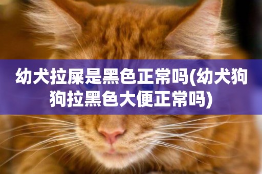 幼犬拉屎是黑色正常嗎(幼犬狗狗拉黑色大便正常嗎)