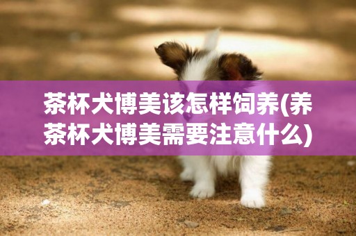 茶杯犬博美該怎樣飼養(養茶杯犬博美需要注意什么)