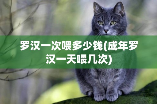 羅漢一次喂多少錢(成年羅漢一天喂幾次)