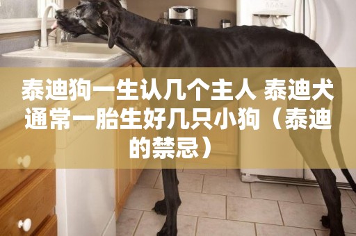 泰迪狗一生認幾個主人 泰迪犬通常一胎生好幾只小狗（泰迪的禁忌） 