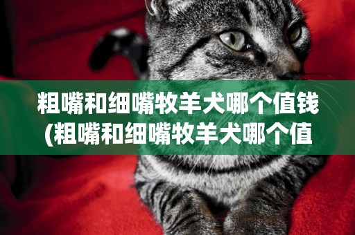 粗嘴和細嘴牧羊犬哪個值錢(粗嘴和細嘴牧羊犬哪個值錢啊)