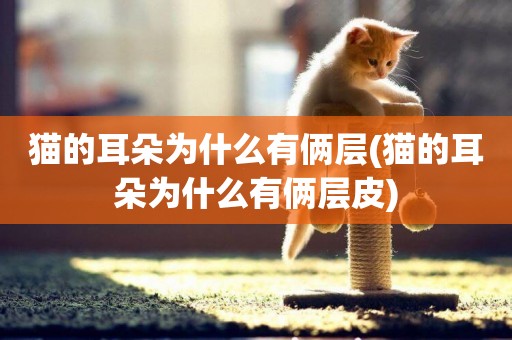 貓的耳朵為什么有倆層(貓的耳朵為什么有倆層皮)