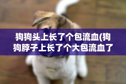 狗狗頭上長了個包流血(狗狗脖子上長了個大包流血了)
