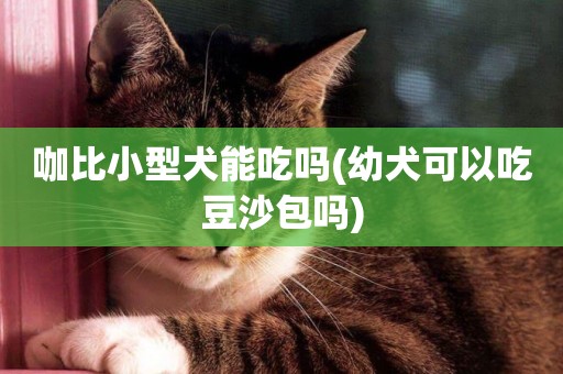 咖比小型犬能吃嗎(幼犬可以吃豆沙包嗎)
