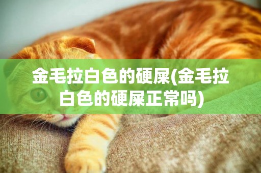 金毛拉白色的硬屎(金毛拉白色的硬屎正常嗎)