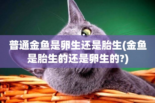 普通金魚是卵生還是胎生(金魚是胎生的還是卵生的?)