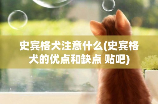 史賓格犬注意什么(史賓格犬的優點和缺點 貼吧)