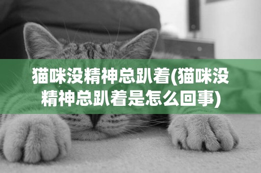 貓咪沒精神總趴著(貓咪沒精神總趴著是怎么回事)