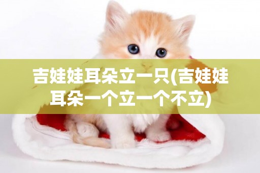 吉娃娃耳朵立一只(吉娃娃耳朵一個立一個不立)