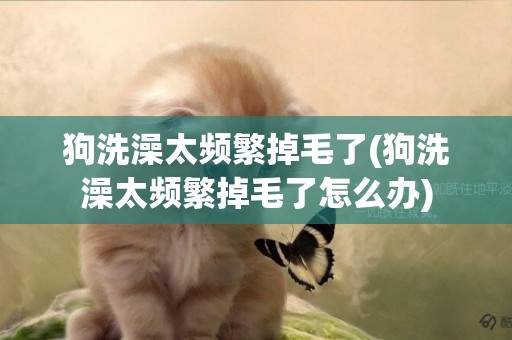 狗洗澡太頻繁掉毛了(狗洗澡太頻繁掉毛了怎么辦)