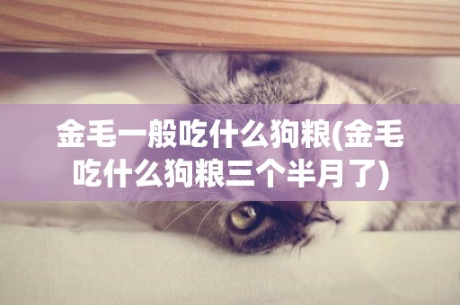 金毛一般吃什么狗糧(金毛吃什么狗糧三個半月了)