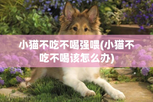 小貓不吃不喝強喂(小貓不吃不喝該怎么辦)