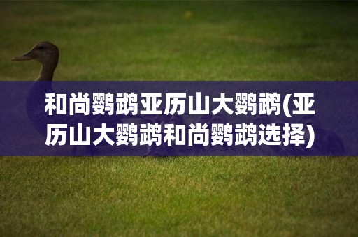 和尚鸚鵡亞歷山大鸚鵡(亞歷山大鸚鵡和尚鸚鵡選擇)