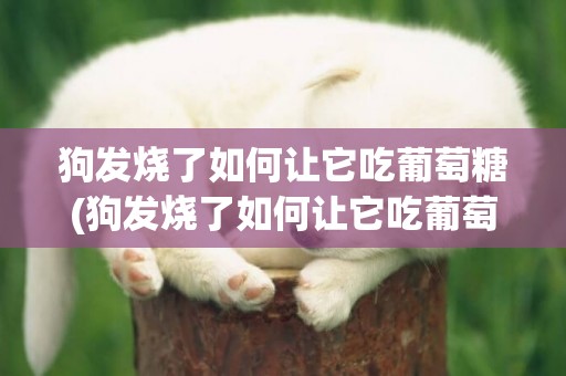 狗發燒了如何讓它吃葡萄糖(狗發燒了如何讓它吃葡萄糖酸鈣)