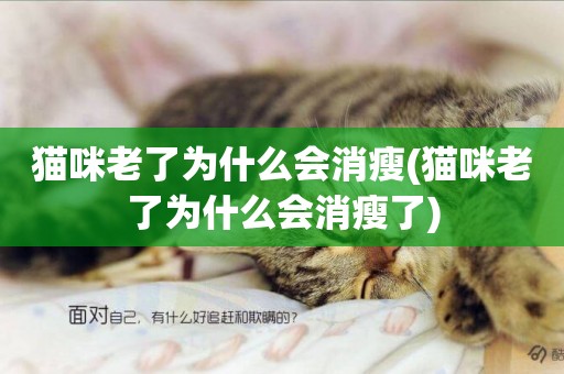 貓咪老了為什么會消瘦(貓咪老了為什么會消瘦了)