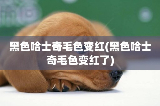 黑色哈士奇毛色變紅(黑色哈士奇毛色變紅了)