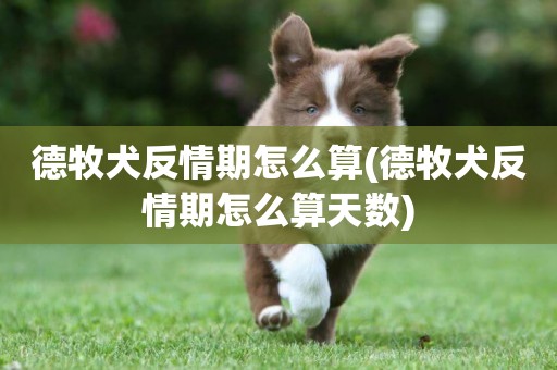德牧犬反情期怎么算(德牧犬反情期怎么算天數)