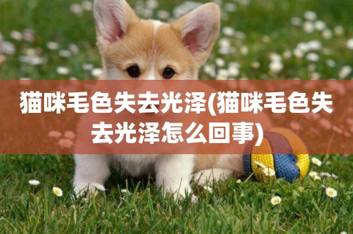 貓咪毛色失去光澤(貓咪毛色失去光澤怎么回事)