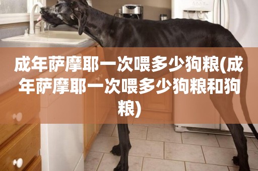 成年薩摩耶一次喂多少狗糧(成年薩摩耶一次喂多少狗糧和狗糧)