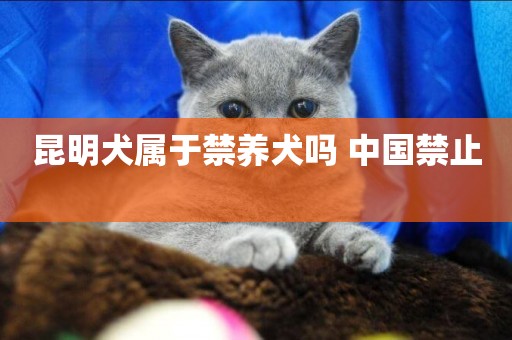 昆明犬屬于禁養犬嗎 中國禁止 